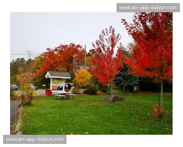 枫叶与鳶尾的浪漫邂逅：加拿大与法国的深度文化与风情碰撞